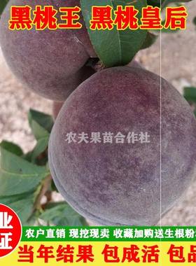 结果当年黑桃树苗 桃树新品种正宗黑桃王 黑桃皇后嫁接中华