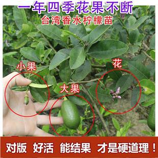 柠檬树苗嫁接西柠四季香水柠檬台湾无籽无核青柠果苗阳台盆栽果树