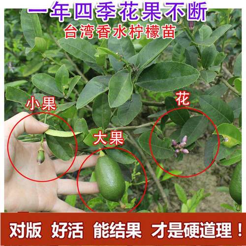 柠檬树苗嫁接西柠四季香水柠檬台湾无籽无核青柠果苗阳台盆栽果树