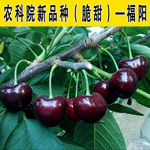 新品种大樱桃苗俄8福晨福星齐早鲁樱三号俄罗斯八号樱桃树苗