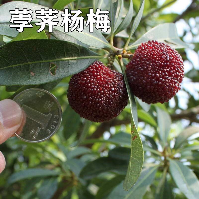 正宗嫁接宁波荸荠杨梅苗南方北方种植盆栽地栽果树苗当年结果苗图片