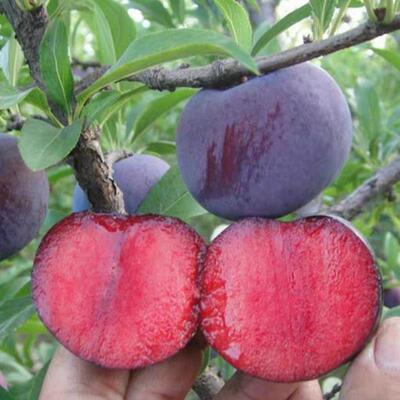 嫁接李子苗早熟三华李树苗晚熟红肉南华李果树苗南北种李子果树苗