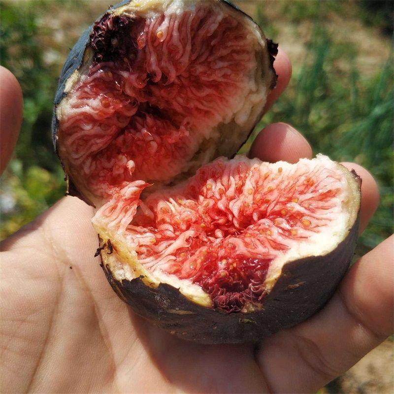 无花果树果苗盆栽地栽室内种植当年结果特大果树苗南北方无花果苗图片