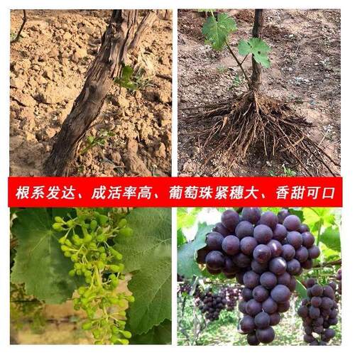 巨峰葡萄树苗南北方种植当年结果蓝宝石葡萄苗四季盆栽地栽果树苗