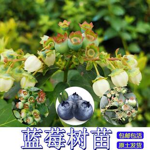 蓝莓苗 盆栽带花果蓝莓盆栽果树苗 蓝莓树果苗 蓝梅苗 树苗南方