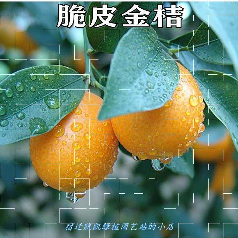 新品种金桔树苗嫁接苗脆皮金蜜甜桔盆栽地栽金橘子树苗当年结果图片