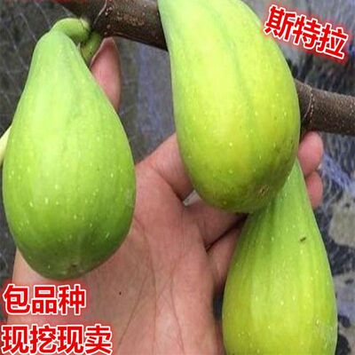 新品种云南斯特拉无花果树苗 盆栽地栽 斯特拉无花果苗南北方种植