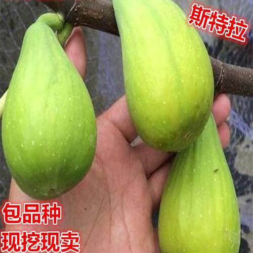 新品种云南斯特拉无花果树苗 盆栽地栽 斯特拉无花果苗南北方种植