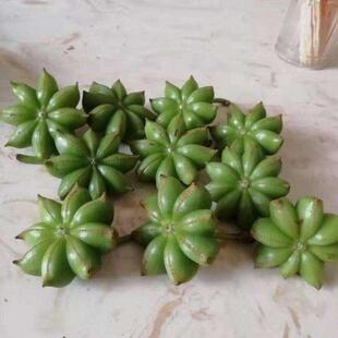 八角树苗南北方南方种植嫁接大料茴香苗盆栽地栽当年结果八角果树