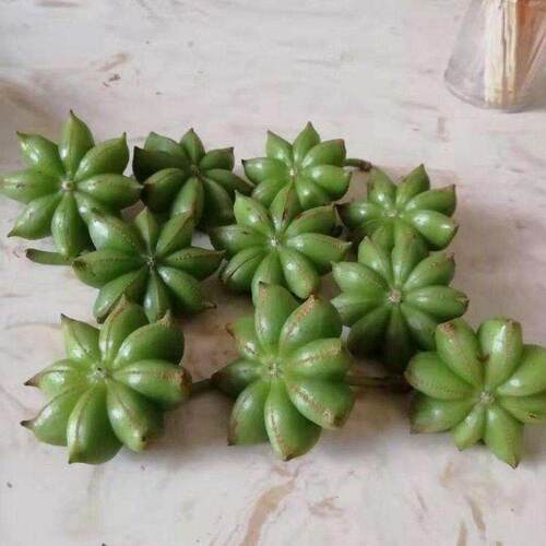 八角树苗南北方南方种植嫁接大料茴香苗盆栽地栽当年结果八角果树