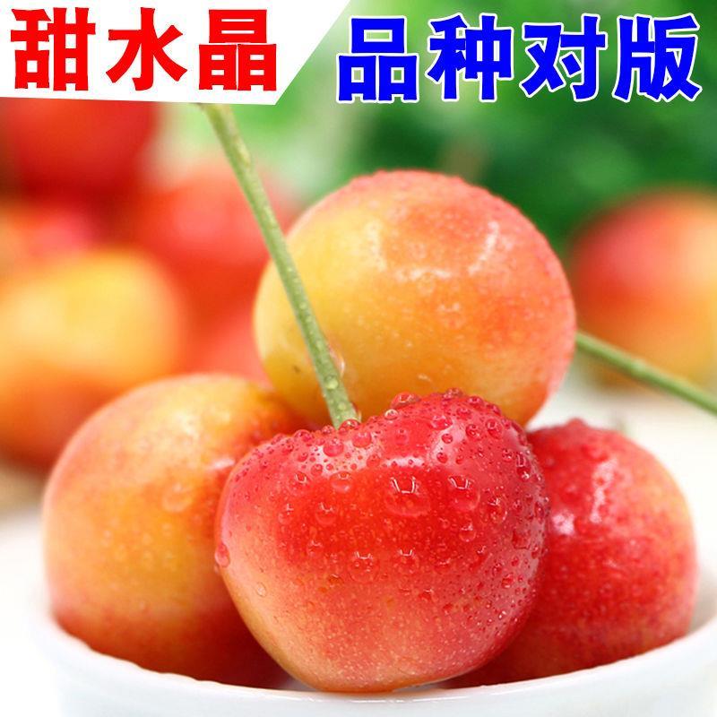 车厘子树苗樱桃苗樱桃树果树 果苗 当年结果南北方种植盆栽地栽
