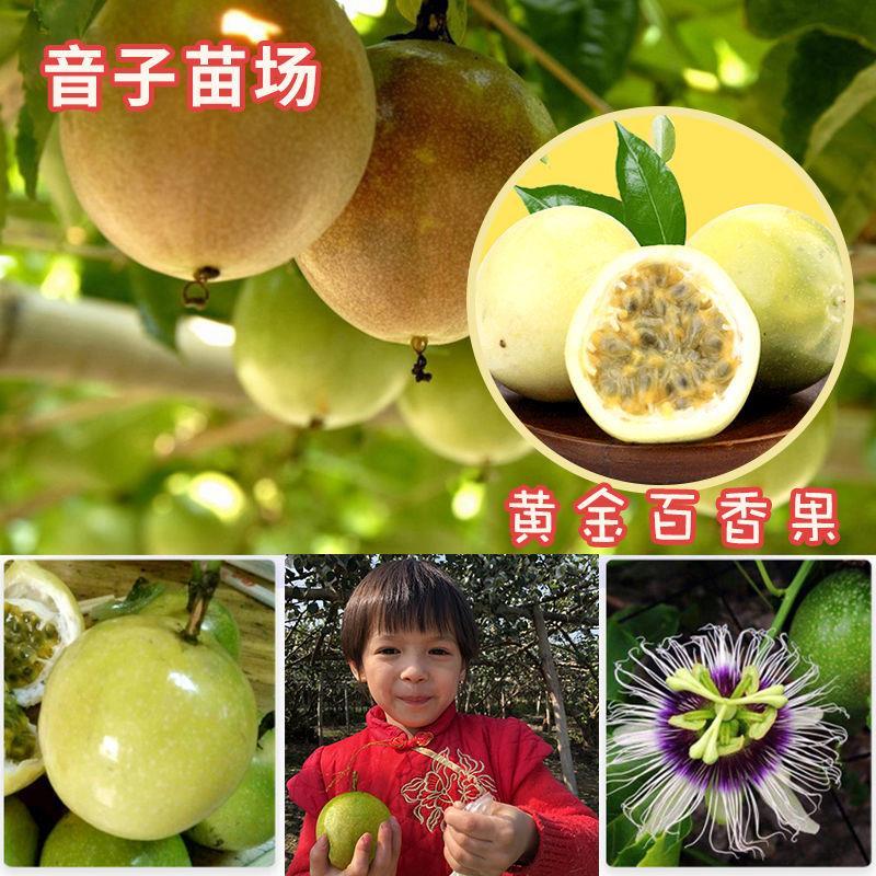 百香果树果苗四季结果南方爬藤植物苗盆栽黄金百香果树苗当年结果图片