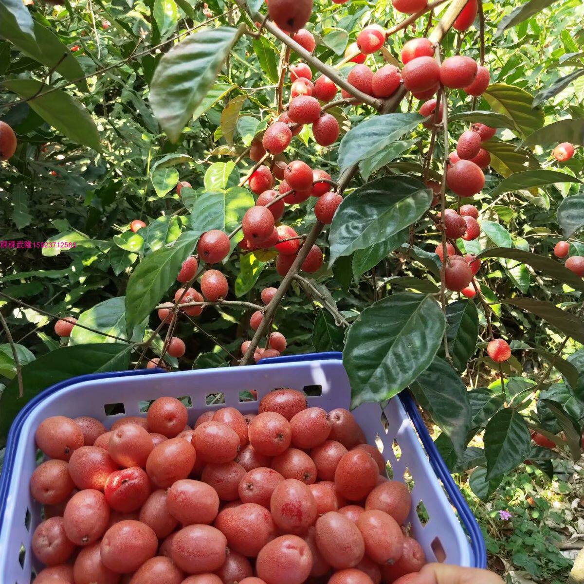 羊奶果特大果形 嫁接羊奶果苗 德甜二号纯甜羊奶果树苗室内果树图片