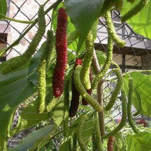 嫁接四季台湾长果桑树苗 紫金蜜桑长桑葚果苗嫁接桑果苗桑苗地栽