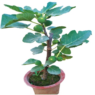 新款 品种树苗 卡独太 丰产黄无花果苗当年结果不含盆常绿