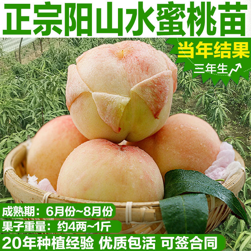 正宗无锡阳山水蜜桃桃苗特大嫁接桃树苗南方北方种植品种齐全包活