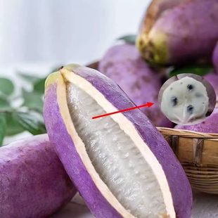 正宗八月瓜苗果树苗八月炸瓜果苗南方四季九月黄树苗当年结果