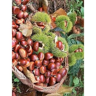 板栗树果苗果树南方北方阳台四季盆栽地栽水果苗庭院种植当年结果