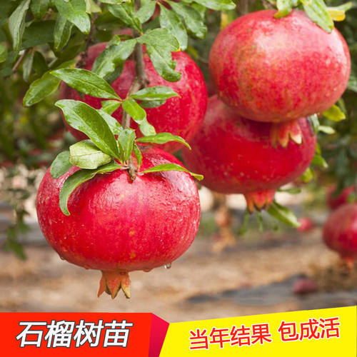 石榴树苗突尼斯软籽石榴苗南北方种植盆栽地栽当年结果庭院果树苗