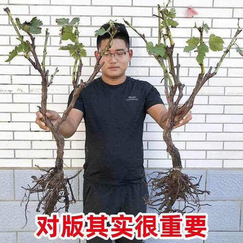 葡萄树苖盆栽南北方品种种植大苗爬藤果树果苗蓝宝石巨峰葡萄树苗