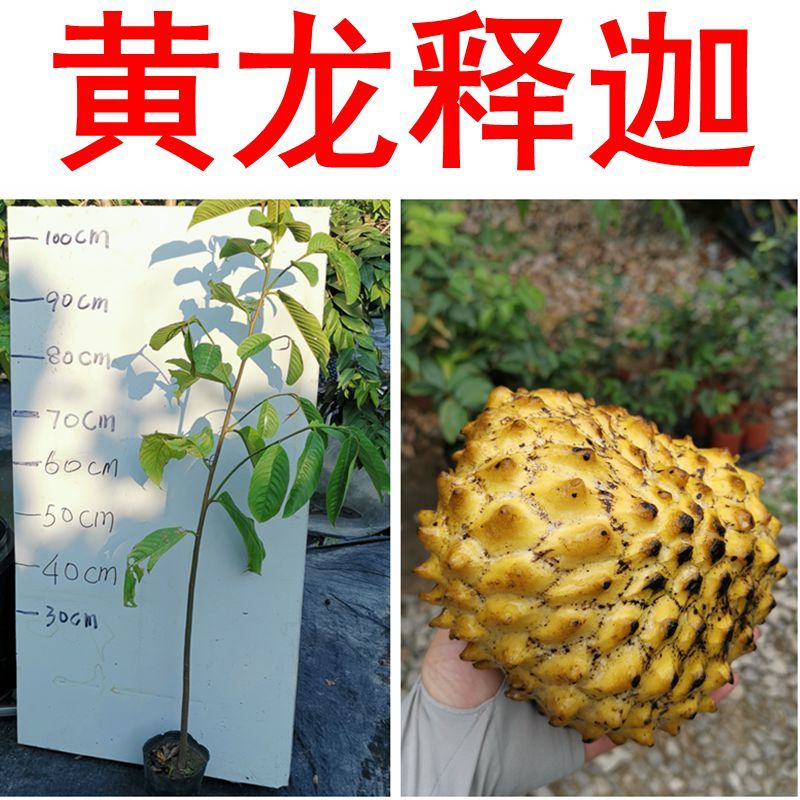 黄龙释迦新款嫁接苗带盆栽好塔罗科苗霹雳果苗黄龙番荔枝树苗包邮图片