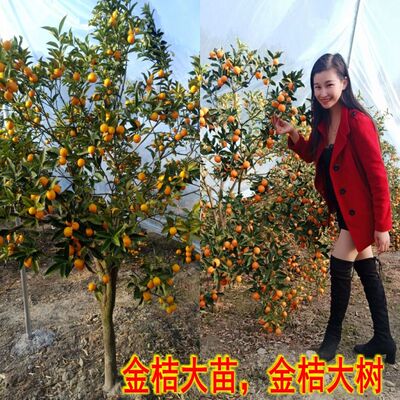 江西遂川苗妹子金桔大树嫁接大果脆皮金桔苗大苗带土当年结果