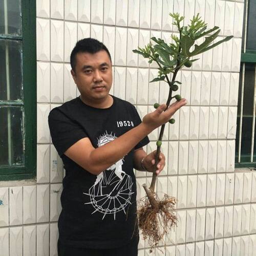 无花果苗 正宗威海青皮无花果树苗盆栽地栽南方北方种植包结果
