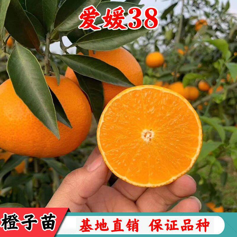 新品种早熟爱媛38号果冻橙子树苗嫁接苗红美人杂柑橘子树柑橘树苗图片