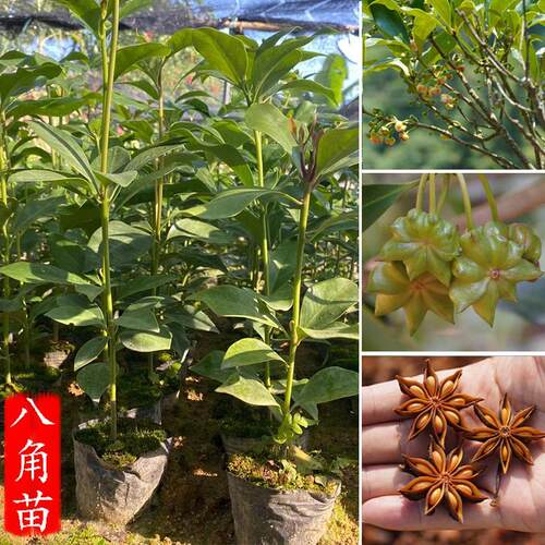 八角树嫁接八角树苗八角大料茴香苗大茴香果树苗南方种植营养杯苗