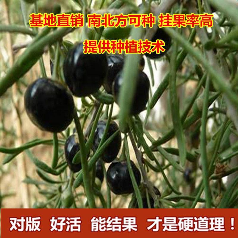 嫁接枸杞苗树苗盆栽植物宁杞7号地栽实用宁夏果树苗当年结果果树图片