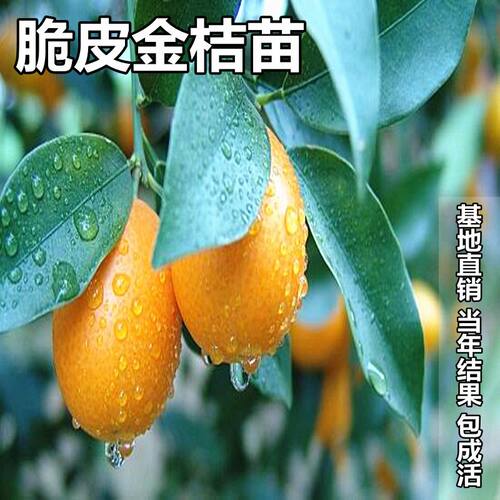 带果金桔盆栽树苗四季果树食用小金桔子苗脆皮金橘招财果室内植物