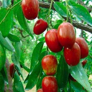 嫁接枣树苗 金丝小枣 枣树树苗 南方北方果树苗地栽 当年结果