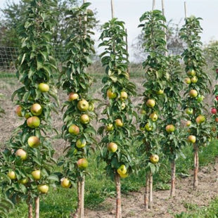 嫁接苹果树果苗特大柱状红富士树苗南方北方四季 种植盆栽地栽庭院