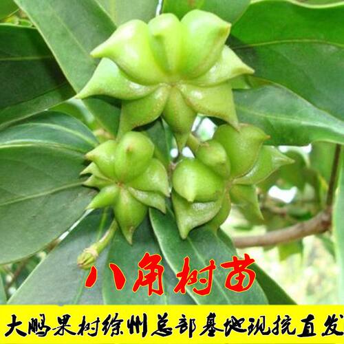 食用大料八角苗八角大料树苗包邮八角树苗大茴香苗大料庭院四季种