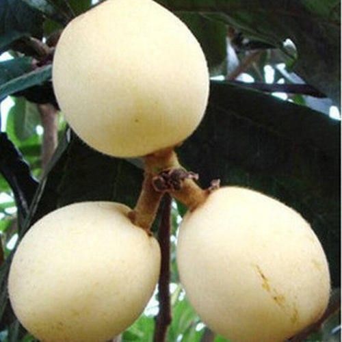 D洞庭苏州东山白玉枇杷白沙枇杷苗嫁接苗南北方种植当年结果果树图片
