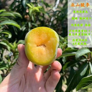 李子树苗嫁接特大蜂糖李子苗脆红李苗晚熟脱骨青脆李树苗江安李苗