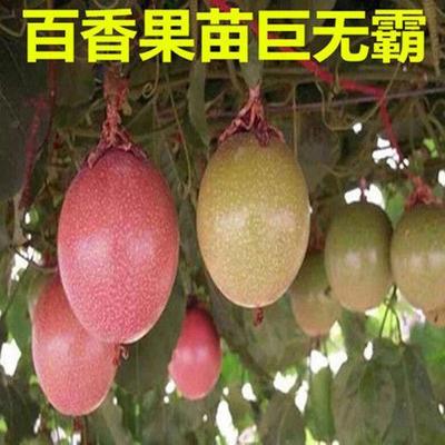 爬藤果树苗 巨无霸百香果苗 紫色百香果西番莲苗庭院阳台当年结果