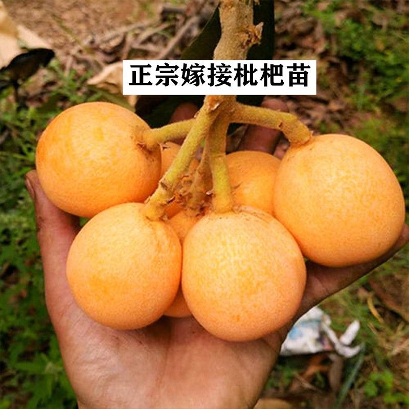 苏州东山白玉枇杷苗树嫁接无核砂糖枇杷果苗南北方盆栽地栽种植图片