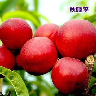 果树实拍见描述苗山楂柿子樱桃石榴无花果李子扦插枝条嫁接砧木