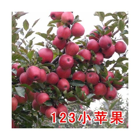 耐寒果树海棠沙果树苗大秋果小苹果冰糖心冬红果鸡心果当年结果苗图片