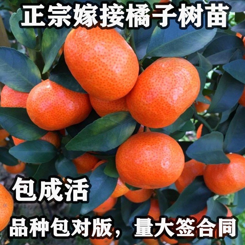 橘子树苗砂糖橘苗金桔子苗橘子苗盆栽地栽柚子橙子果树苗当年结果图片
