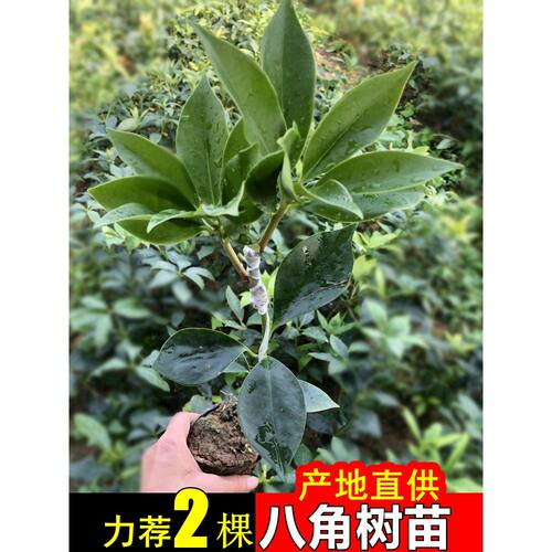 正宗高产八角树树苗矮化嫁接大红八角苗食用茴香木苗种苗杯苗包邮
