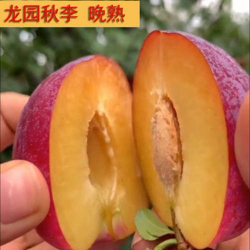 东北李子树苗果苗龙园秋李吉红李子苗耐寒晚李子离核甜李子包活