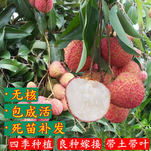 新品种荔枝苗带土带叶嫁接无核果树苗盆栽地栽南方种植早熟三月红