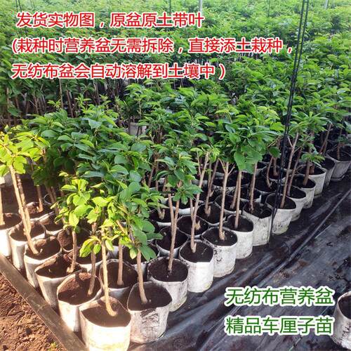 嫁接大樱桃树苗盆栽地栽当年结果南方北方种植黑珍珠车厘子果树苗