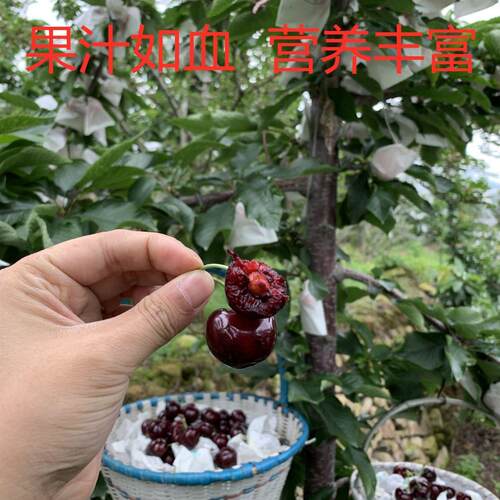 车厘子樱桃树苗盆栽地栽大樱桃苗当年结果南方北方种植嫁接果树苖