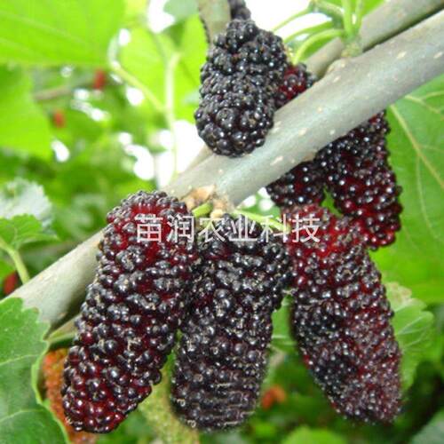 果树苗桑葚苗南方北方种植当年结果食用桑树苗桂花蜜黑桑四季盆栽