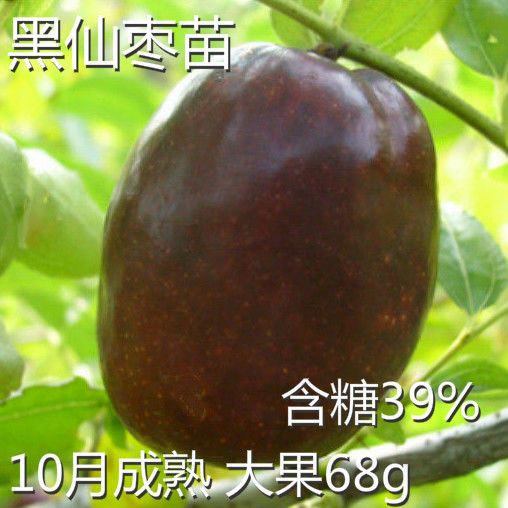 果树苗嫁接枣树苗 黑仙枣树活苗黑枣树苗地盆栽当年结果大苗