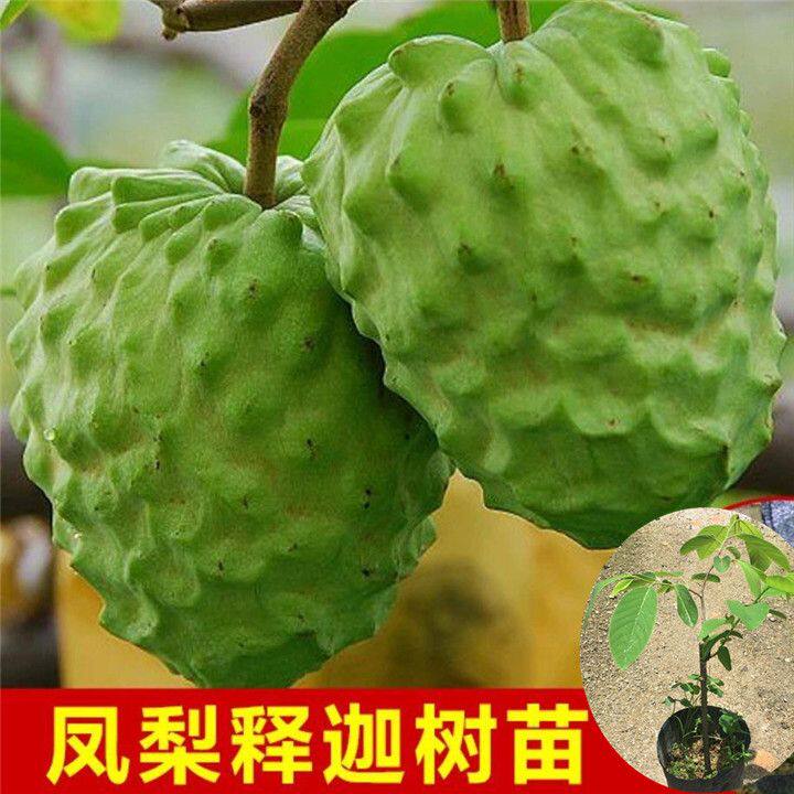 正宗台湾释迦果苗盆栽番荔枝树苗带叶带土林檎苗嫁接果苗当年结果图片