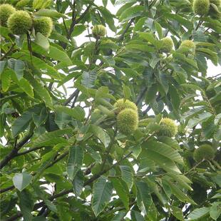 南方锥栗苗 锥栗树苗 尖栗子 建瓯锥栗小板栗树苗 南方北方果树苗